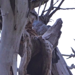 Callocephalon fimbriatum (Gang-gang Cockatoo) at Hughes, ACT - 24 Dec 2019 by JackyF