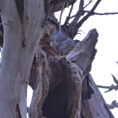 Callocephalon fimbriatum (Gang-gang Cockatoo) at GG229 - 24 Dec 2019 by JackyF