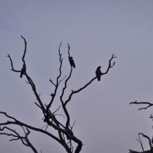 Callocephalon fimbriatum at Hughes, ACT - suppressed