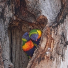 Trichoglossus moluccanus (Rainbow Lorikeet) at Hughes, ACT - 16 Dec 2019 by JackyF