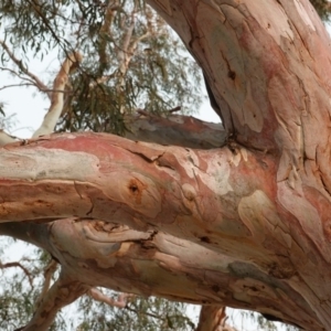 Eucalyptus mannifera at Hughes, ACT - 21 Dec 2019