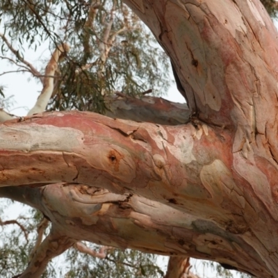 Eucalyptus mannifera (Brittle Gum) at Hughes, ACT - 21 Dec 2019 by JackyF