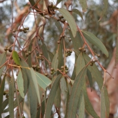 Eucalyptus mannifera at Hughes, ACT - 21 Dec 2019 08:03 PM