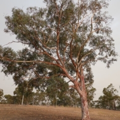 Eucalyptus mannifera at Hughes, ACT - 21 Dec 2019 08:03 PM