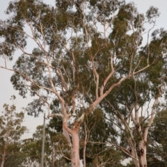 Eucalyptus mannifera at Hughes, ACT - 21 Dec 2019 08:03 PM