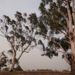 Eucalyptus mannifera at Hughes, ACT - 21 Dec 2019