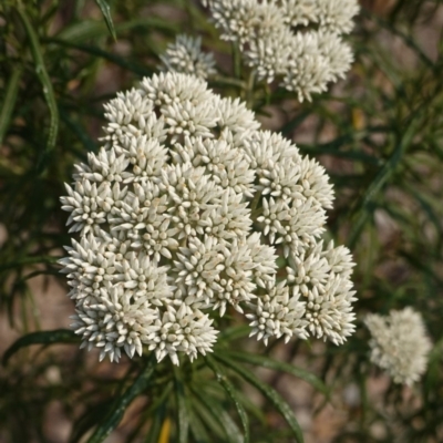 Cassinia aculeata subsp. aculeata (Dolly Bush, Common Cassinia, Dogwood) at Deakin, ACT - 19 Dec 2019 by JackyF