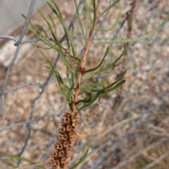 Callistemon sp. (A Bottlebrush) at Deakin, ACT - 20 Dec 2019 by JackyF
