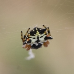 Austracantha minax (Christmas Spider, Jewel Spider) at Michelago, NSW - 14 Dec 2019 by Illilanga