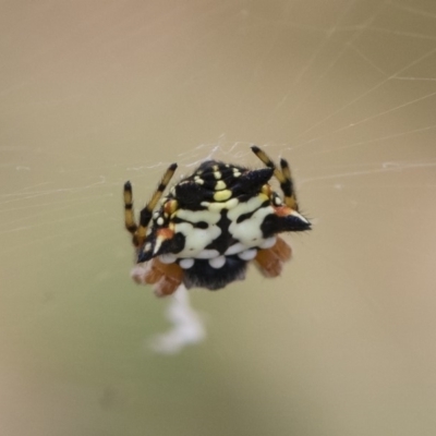 Austracantha minax (Christmas Spider, Jewel Spider) at Michelago, NSW - 14 Dec 2019 by Illilanga