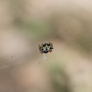 Austracantha minax at Michelago, NSW - 14 Dec 2019 11:52 AM