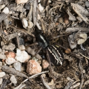 Habronestes sp. (genus) at Michelago, NSW - 22 Dec 2018