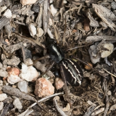 Habronestes sp. (genus) (An ant-eating spider) at Michelago, NSW - 22 Dec 2018 by Illilanga