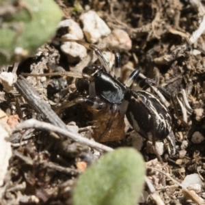 Habronestes sp. (genus) at Michelago, NSW - 22 Dec 2018