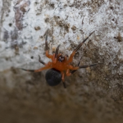 Nicodamidae (family) (Red and Black Spider) at Michelago, NSW - 17 Mar 2019 by Illilanga