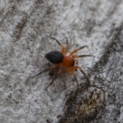 Nicodamidae (family) at Michelago, NSW - 17 Mar 2019