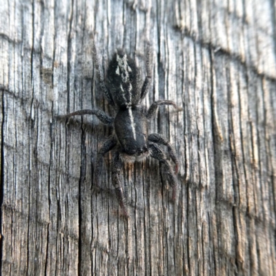 Ocrisiona leucocomis (White-flecked Crevice-dweller) at Googong, NSW - 24 Dec 2019 by Wandiyali