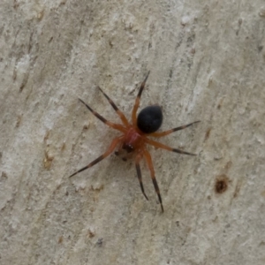 Nicodamidae (family) at Michelago, NSW - 30 Mar 2019