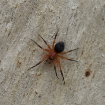 Nicodamidae (family) (Red and Black Spider) at Michelago, NSW - 30 Mar 2019 by Illilanga