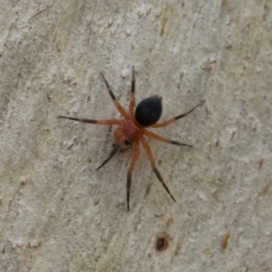 Nicodamidae (family) at Michelago, NSW - 30 Mar 2019 12:22 PM