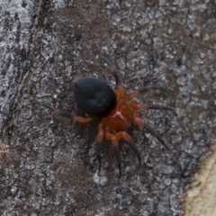 Nicodamidae (family) at Michelago, NSW - 30 Mar 2019