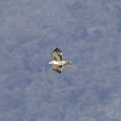 Hieraaetus morphnoides (Little Eagle) at Michelago, NSW - 1 Dec 2019 by Illilanga