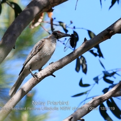 Philemon corniculatus (Noisy Friarbird) at Ulladulla, NSW - 6 Dec 2019 by Charles Dove
