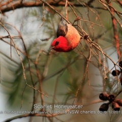 Myzomela sanguinolenta (Scarlet Honeyeater) at Ulladulla, NSW - 6 Dec 2019 by Charles Dove