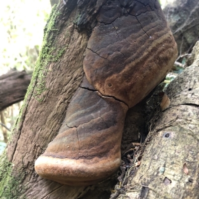 Phellinus sp. (Phellinus sp.) at Wattamolla, NSW - 22 Dec 2019 by BotanyDangle