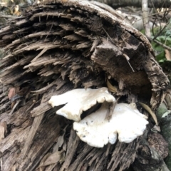 Pleurotus sp. (Pleurotus) at Wattamolla, NSW - 23 Dec 2019 by WattaWanderer