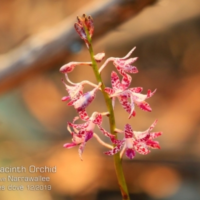 Dipodium punctatum (Blotched Hyacinth Orchid) at Narrawallee Foreshore and Reserves Bushcare Group - 6 Dec 2019 by CharlesDove