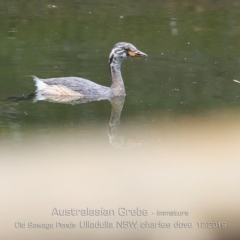 Tachybaptus novaehollandiae (Australasian Grebe) at Ulladulla, NSW - 10 Dec 2019 by CharlesDove