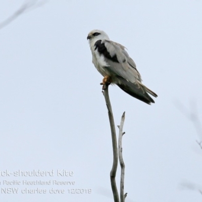 Elanus axillaris (Black-shouldered Kite) at Ulladulla, NSW - 14 Dec 2019 by CharlesDove