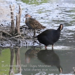 Gallirallus philippensis (Buff-banded Rail) at Burrill Lake, NSW - 10 Dec 2019 by Charles Dove