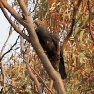 Callocephalon fimbriatum (Gang-gang Cockatoo) at Acton, ACT - 26 Dec 2019 by HelenCross