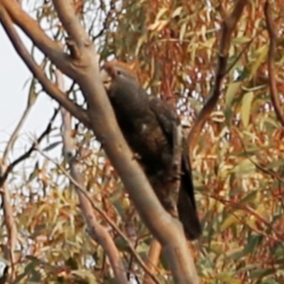 Callocephalon fimbriatum (Gang-gang Cockatoo) at Acton, ACT - 25 Dec 2019 by HelenCross