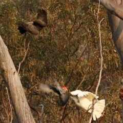 Callocephalon fimbriatum at Acton, ACT - suppressed