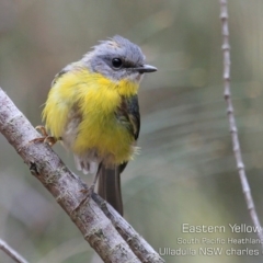 Eopsaltria australis (Eastern Yellow Robin) at Ulladulla, NSW - 13 Dec 2019 by CharlesDove