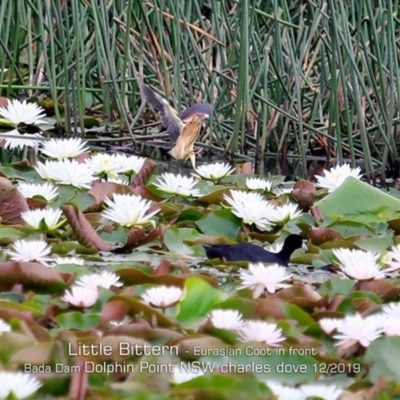 Ixobrychus dubius (Australian Little Bittern) at Burrill Lake, NSW - 11 Dec 2019 by CharlesDove