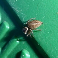 Maratus griseus at Flynn, ACT - 23 Dec 2019