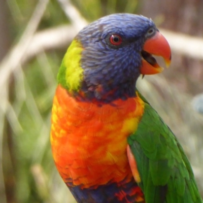 Trichoglossus moluccanus (Rainbow Lorikeet) at Flynn, ACT - 21 Dec 2019 by Christine