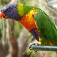 Trichoglossus moluccanus at Flynn, ACT - 21 Dec 2019