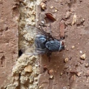 Calliphora sp. (genus) at Flynn, ACT - 21 Dec 2019