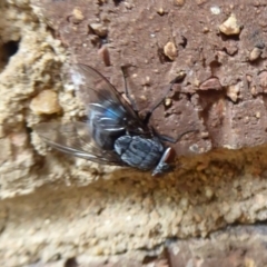 Calliphora sp. (genus) at Flynn, ACT - 21 Dec 2019 04:44 PM