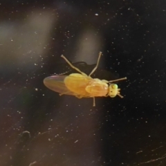 Lauxaniidae (family) (Unidentified lauxaniid fly) at Flynn, ACT - 21 Dec 2019 by Christine
