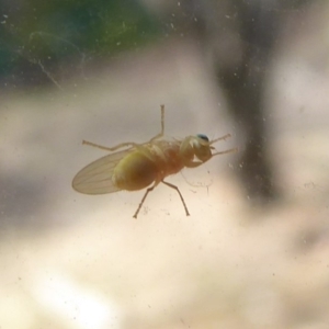 Lauxaniidae (family) at Flynn, ACT - 21 Dec 2019