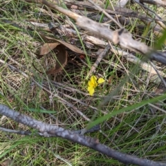 Diuris monticola (Highland Golden Moths) at Tennent, ACT - 25 Dec 2019 by MattM