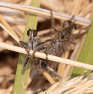 Bathypogon sp. (genus) at Fyshwick, ACT - 26 Dec 2019