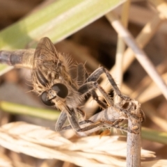 Bathypogon sp. (genus) at Fyshwick, ACT - 26 Dec 2019