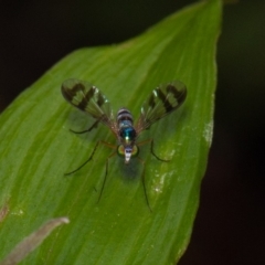 Heteropsilopus ingenuus (A long-legged fly) at Acton, ACT - 24 Dec 2019 by rawshorty
